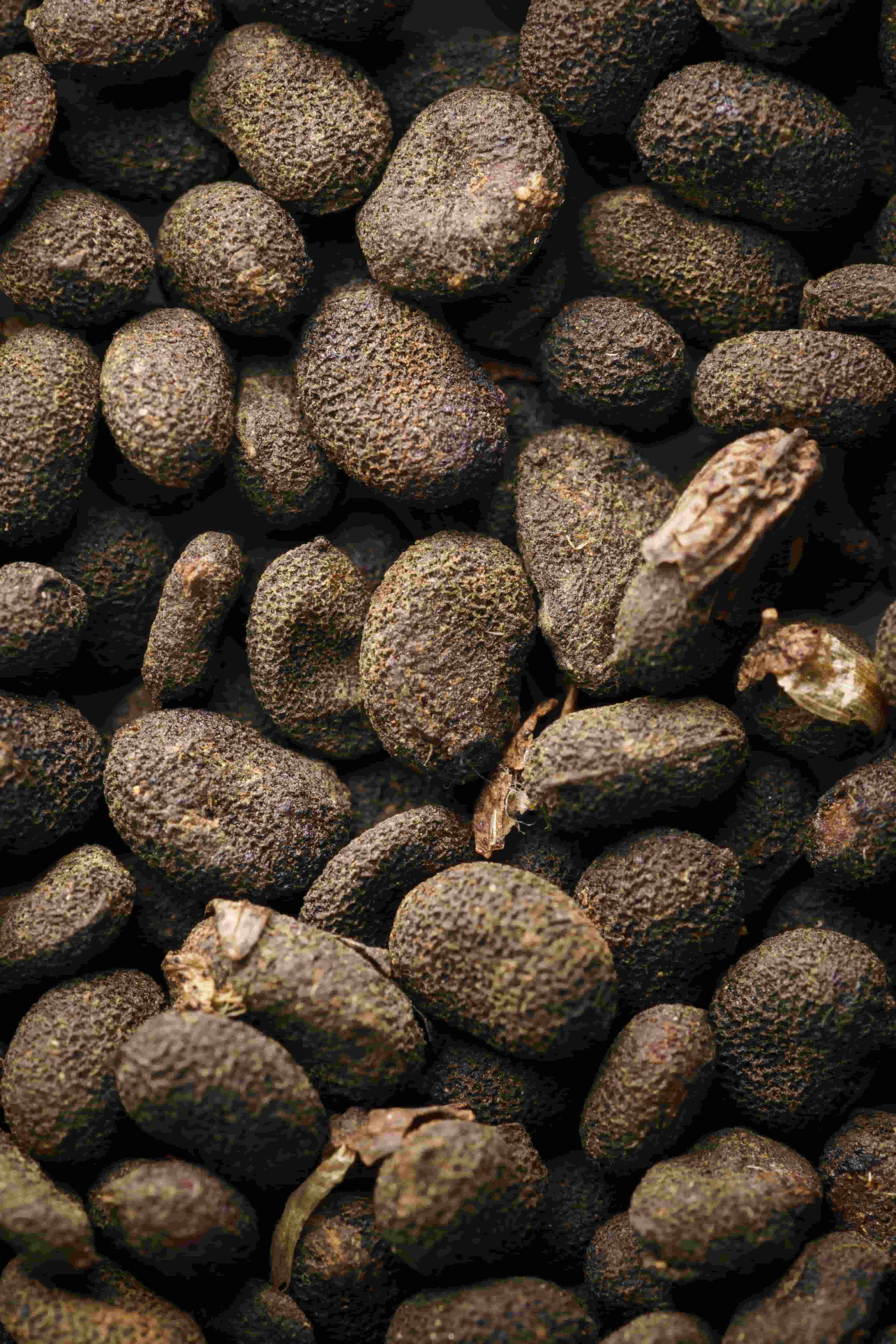 Ingredient Spotlight - Bakuchiol