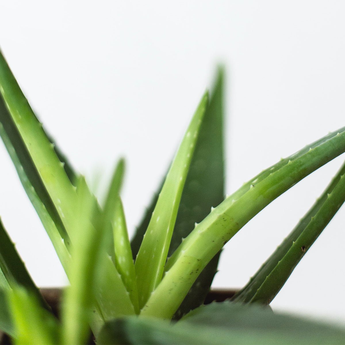 Hello Aloe - Why this is my favourite ingredient - Eco By Sonya Europe