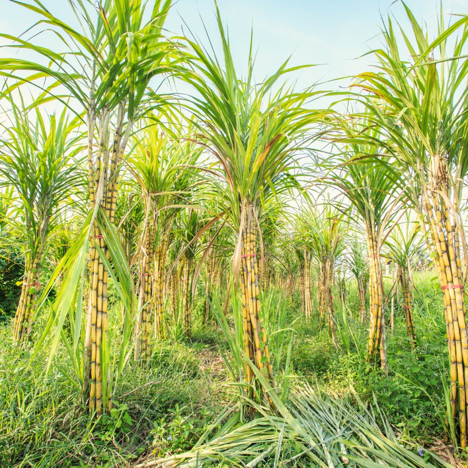 Sugar Cane Plastic - A Sweet Solution - Eco By Sonya Europe